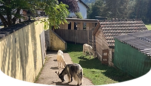 Am Melcherhof gibt es viele Projekt und Tiere vor Ort Pfeil 23 Am Melcherhof gibt es viele Projekt und Tiere vor Ort Pfeil 23