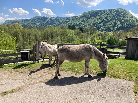 Bild mit zwei Eseln am Melcherhof Bild mit zwei Eseln am Melcherhof