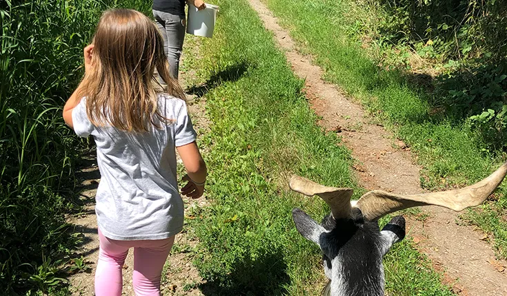 Kinder gehen mit Ziege spaziern am Melcherhof Kinder gehen mit Ziege spaziern am Melcherhof