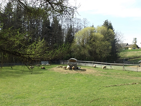 Schafe auf der Wiese am Melcherhof Schafe auf der Wiese am Melcherhof