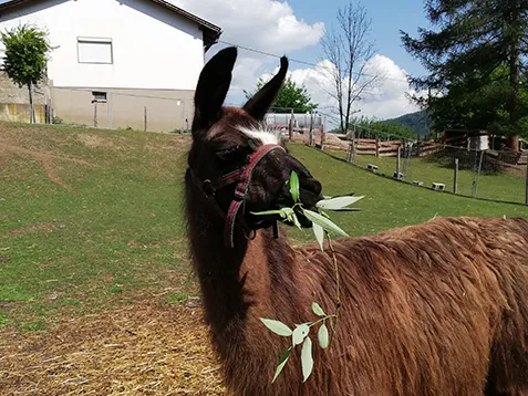Lama frisst am Melcherhof Lama frisst am Melcherhof