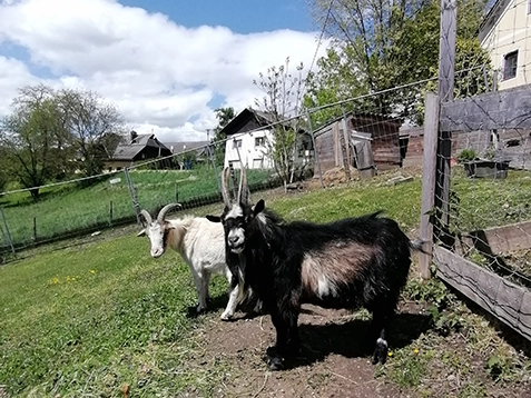 Ziegen am Melcherhof Ziegen am Melcherhof