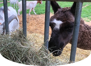 Tierfutter für dein Patentier am Melcherhof Pfeil 8 Tierfutter für dein Patentier am Melcherhof Pfeil 8
