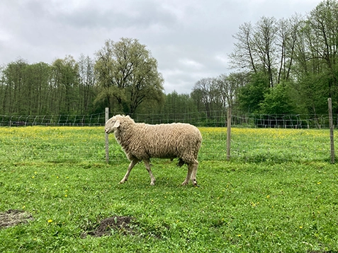 Tierpatenschaft Schaf am Melcherhof Pfeil 4 Tierpatenschaft Schaf am Melcherhof Pfeil 4