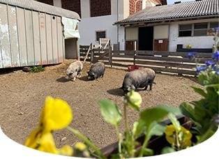 Tierpatenschaft am Melcherhof auch Instandhaltung ist wichtig Pfeil 10 Tierpatenschaft am Melcherhof auch Instandhaltung ist wichtig Pfeil 10