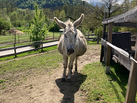 Tierpatenschaft für Esel am Melcherhof Pfeil rot 6 Tierpatenschaft für Esel am Melcherhof Pfeil rot 6