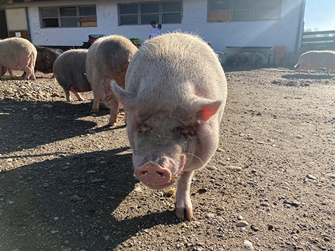 Tierpatenschaft für Schweine am Melcherhof Pfeil 5 Tierpatenschaft für Schweine am Melcherhof Pfeil 5
