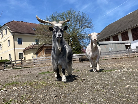 Tierpatenschaft für Ziegen am MelcherhofPfeil rot 7 Tierpatenschaft für Ziegen am MelcherhofPfeil rot 7