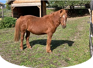 Zu den Ponys am Melcherhof verein-tier-und-naturschutz-hub-pony